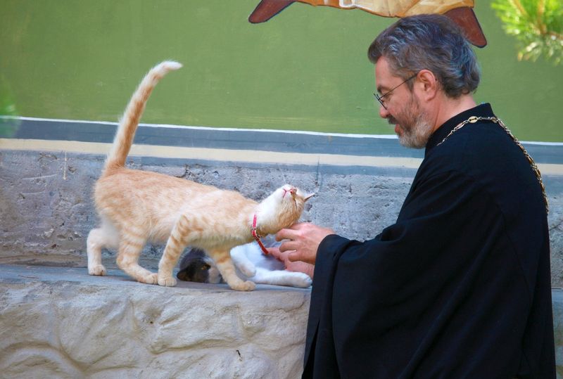 Может ли кошка находиться в храме?